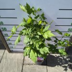 Ibištek sýrsky (Hibiscus syriacus) ´TRICOLOR´ – výška 50-70 cm, kont. C5L